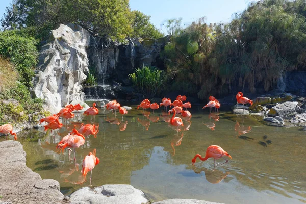 Flamingos under the sun close to a waterfall