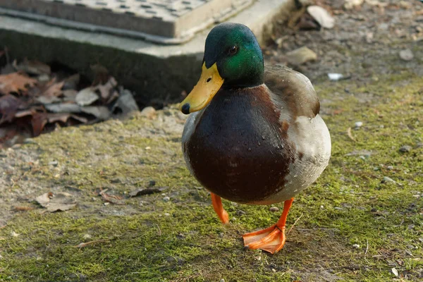 Kachna Detailní Portrét Park Milánu Itálie Během Podzimu — Stock fotografie