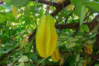 Meyve dolu bir ağaçta (karambola)