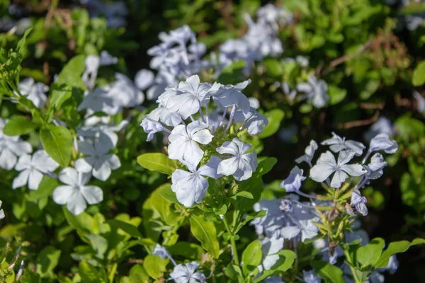 Bush Blooming Blue Plumbago — Stock Photo, Image