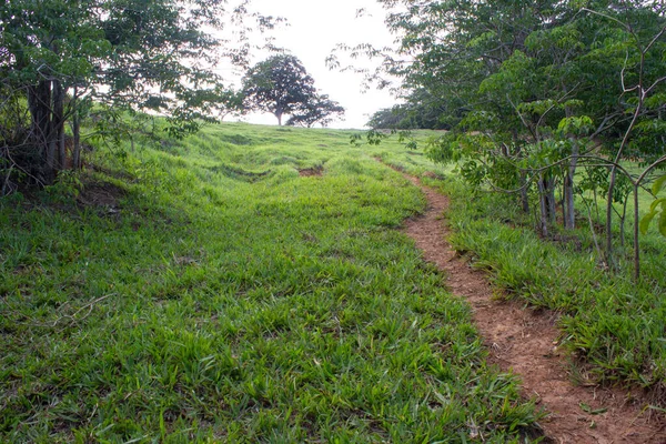 Narrow path in the grass going up the hill, rounded by small trees