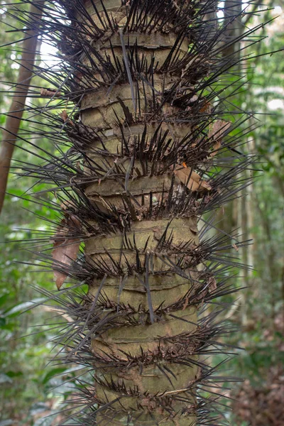 Brejauba Tres Que Puede Encontrar Tijuca Bosque Río Janeiro Brasil — Foto de Stock