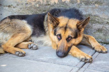 Alman çoban köpeği hastalandı. Seçici odak.