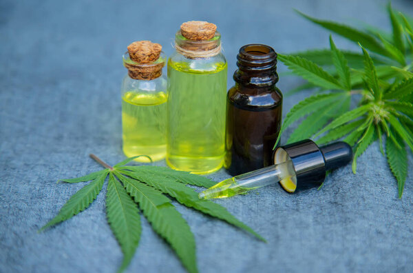 Трава конопли и листья для обработки бульона, настойки, экстракта, масла. Селективный фокус.