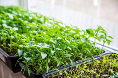 Tenceredeki biber tohumları. Seçici odak.