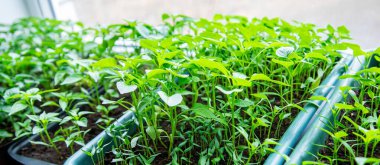 Tenceredeki biber tohumları. Seçici odak.