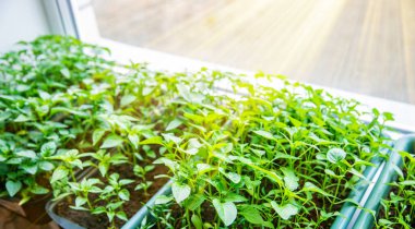 Tenceredeki biber tohumları. Seçici odak.