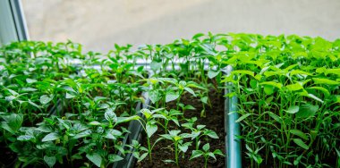 Tenceredeki biber tohumları. Seçici odak.