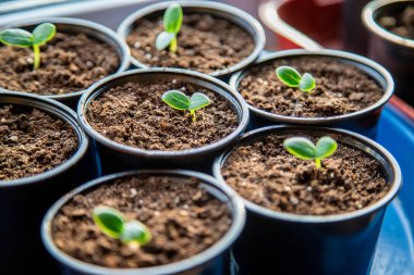 Sürahiler içinde salatalık filizleri. seçici odak.