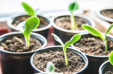 Sürahiler içinde salatalık filizleri. seçici odak.