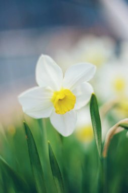 Baharda çiçek açan nergisler. Seçici odak.