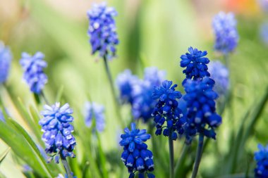 Baharda çiçek faresi sümbülü. Seçici odak.