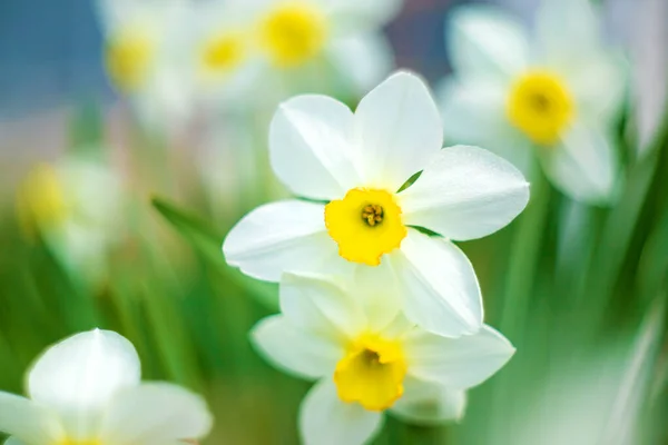 Jonquilles Fleurs Printemps Concentration Sélective — Photo