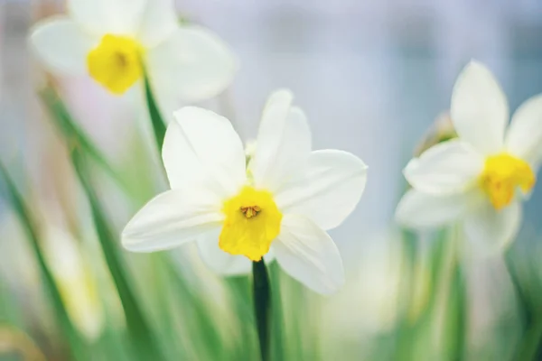 Jonquilles Fleurs Printemps Concentration Sélective — Photo