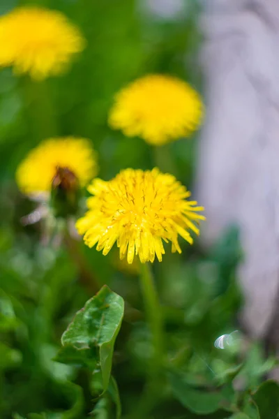 Kwiaty Kulbaba Rosną Kwitną Wiosną Skupienie Selektywne — Zdjęcie stockowe