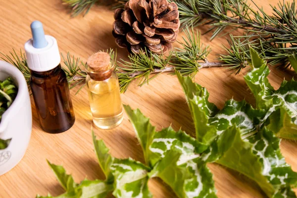 Munt Een Potje Plantenextract Selectieve Focus Aard — Stockfoto