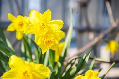 Bahçede çiçek açan nergisler. seçici odak