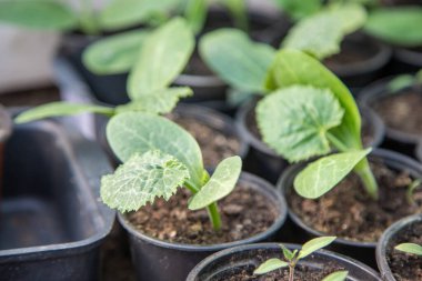 Sürahiler içinde salatalık filizleri. seçici odak