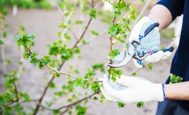 Ağaçları ve çalıları budamak. seçici odak