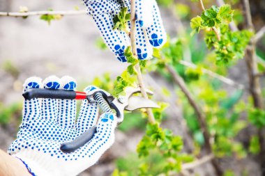 Ağaçları ve çalıları budamak. seçici odak