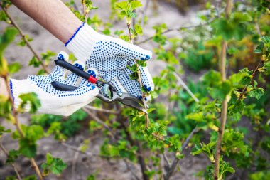 Ağaçları ve çalıları budamak. seçici odak