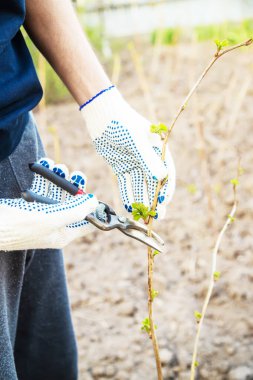 Ağaçları ve çalıları budamak. seçici odak