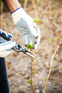 Ağaçları ve çalıları budamak. seçici odak