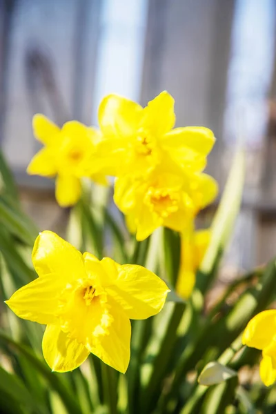 Blooming Daffodils Garden Selective Focus — Stock Photo, Image