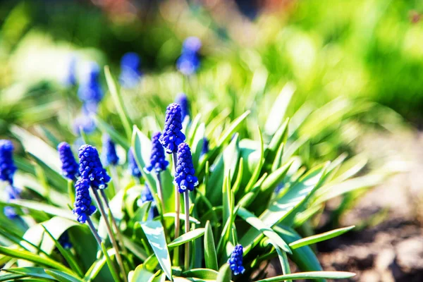 Jacinthe Souris Dans Jardin Focus Sélectif — Photo