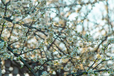 Bahçede çiçek açan ağaç. Seçici odak