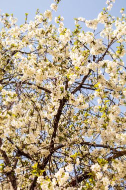 Bahçede çiçek açan ağaç. Seçici odak