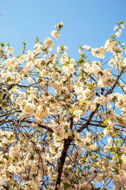 Bahçede çiçek açan ağaç. Seçici odak