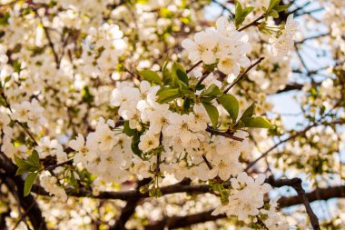 Bahçede çiçek açan ağaç. Seçici odak