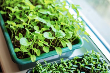 Pencere kenarında fidanlar ve mikro yeşiller yetişiyor. seçici odak