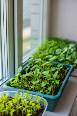 Pencere kenarında fidanlar ve mikro yeşiller yetişiyor. seçici odak