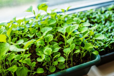 Pencere kenarında fidanlar ve mikro yeşiller yetişiyor. seçici odak
