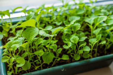 Pencere pervazına patlıcan yerleştiriyorum. seçici odak 