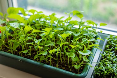 Pencere pervazına patlıcan yerleştiriyorum. seçici odak 