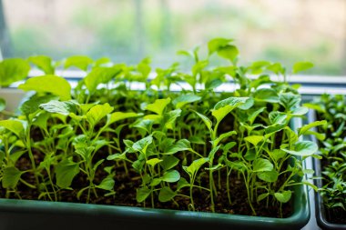 Pencere pervazına patlıcan yerleştiriyorum. seçici odak 