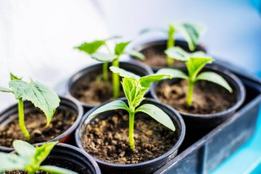 Pencere kenarına salatalık ekiyorum. seçici odak 