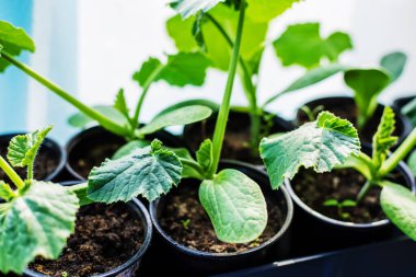 Pencere kenarına salatalık ekiyorum. seçici odak 