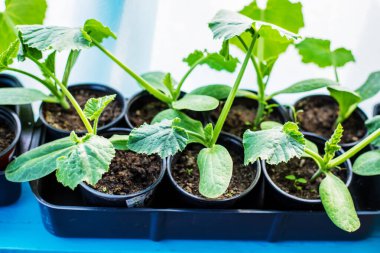 Pencere kenarına salatalık ekiyorum. seçici odak 