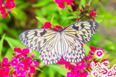 Doğada egzotik kelebekler. seçici odak