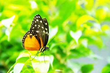 Doğada egzotik kelebekler. seçici odak