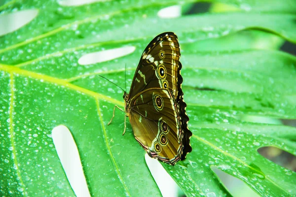 Exotic Butterflies Nature Selective Focus — Stock Photo, Image