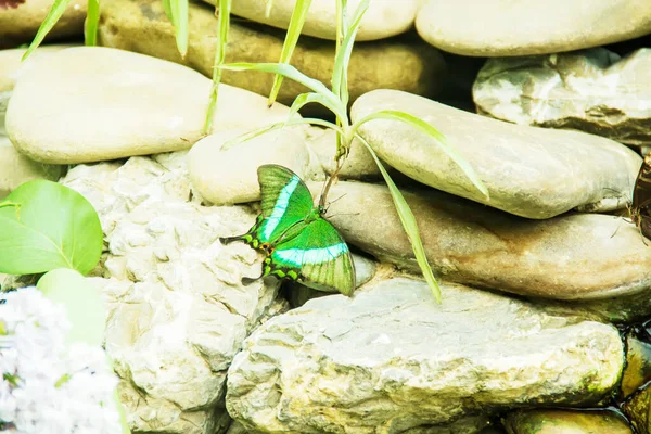 Exotic Butterflies Nature Selective Focus — Stock Photo, Image