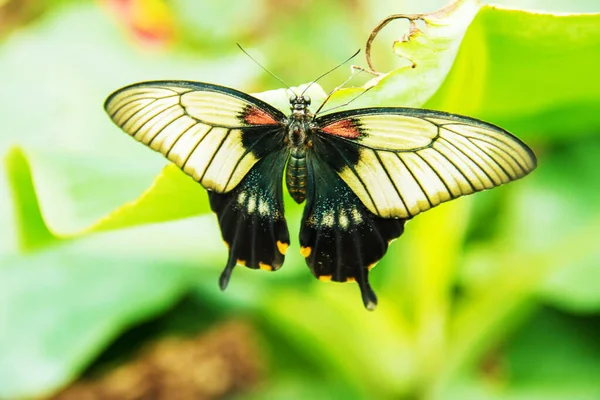 Экзотические Бабочки Природе Селективный Фокус — стоковое фото
