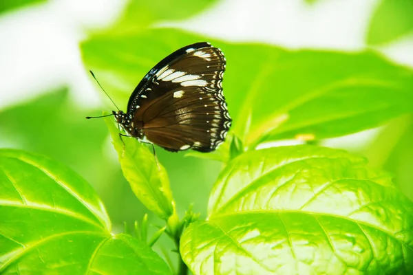 Exotic Butterflies Nature Selective Focus — Stock Photo, Image