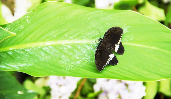 Exotic Butterflies Nature Selective Focus — Stock Photo, Image