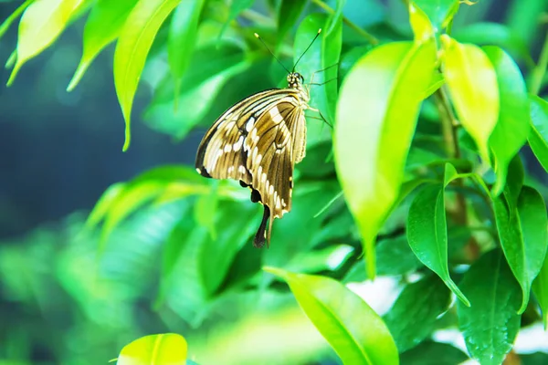 Exotic Butterflies Nature Selective Focus — Stock Photo, Image